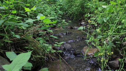 photo of stream in natural forest