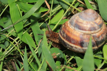 cornu aspersum snail animal macro photo