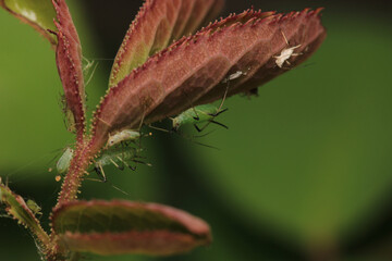 harmful aphid insect macro photo