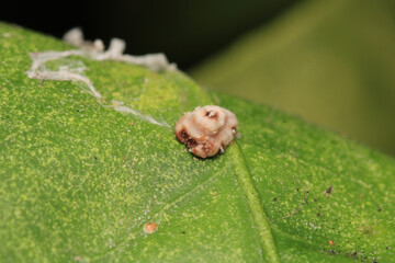 harmful aphid insect macro photo