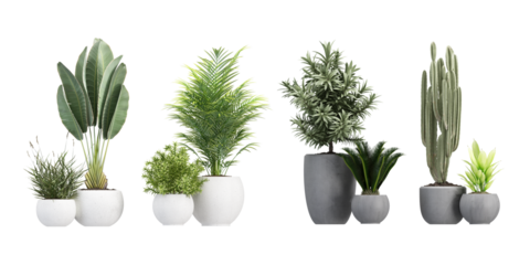 plant in a flowerpot