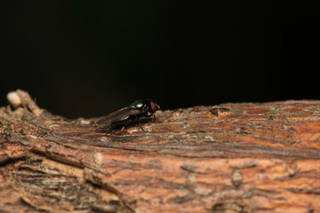 sarcophaga carnaria fly macro photo