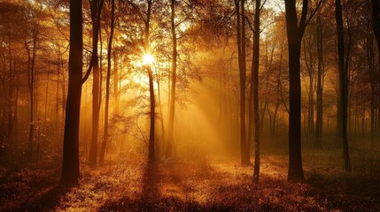 Obraz premium Golden sunlight streaming through tall trees in a dense autumn forest. Generative AI