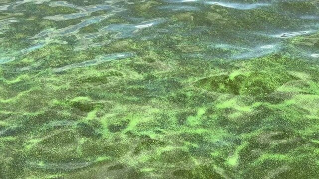 Eutrophication green river water covered harmful blooming algae cyanobacterium.