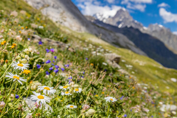 Obraz premium Val Veny scenic landscape in Courmayeur valley, Italy on Tour du Mont Blanc hiking route. Alps beautiful landscape, scenic view of the alpine peaks, green fields and meadow with flowers and blue sky