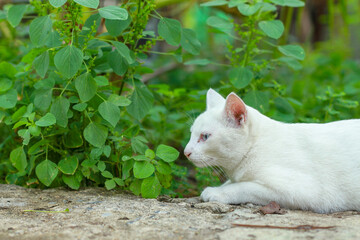 White Thai cat happily chewing on herb or cannabis plant cat grass on green grass. Modern cat breeding concept.