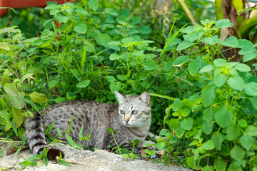 A tabby cat happily chewing on herbs or catnip on a green lawn. Modern cat breeding concept.