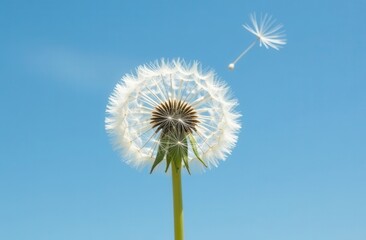 Dandelion with seeds blowing away in the wind across a clear blue sky with copy space