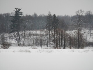 White snow on fields, forests paths, horizon with dark forest with deciduous and coniferous trees and cloudy sky on winter frosty time - natural snowy scene. Topics: weather, forestry, nature