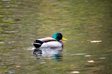 Männliche Stockente schwimmt auf dem Wasser