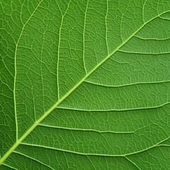 Close-up of a vibrant green leaf's intricate vein pattern.