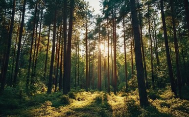 Fototapeta premium Spring Forest Landscape with Tall Pine Trees at Sunrise, AI generated illustration