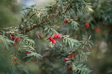A close-up of red yew berries on lush green evergreen branches, with soft focus and natural lighting. Perfect for nature, seasonal, or botanical themes, evoking tranquility and outdoor beauty.