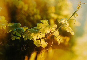 Close-up of grapevine leaves glistening in golden sunlight