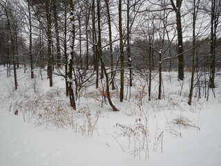 Forest with different types of deciduous trees and paths covered with white snow on winter frosty time - natural snowy scene. Topics: weather, forestry, natural environment, vegetation, season, nature