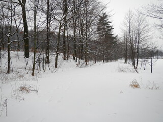 Forest with different types of deciduous and coniferous trees and paths covered with white snow on winter frosty time - natural snowy scene. Topics: weather, forestry, natural environment, vegetation