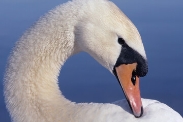 mute swan, portrait in a blue background