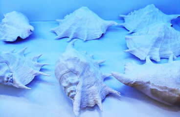 Naklejka premium White seashells with decorative pattern in blue neon light