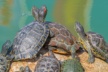 red-eared turtles basking in the sun