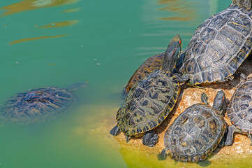 red-eared turtles basking in the sun