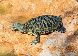 red-eared turtles basking in the sun
