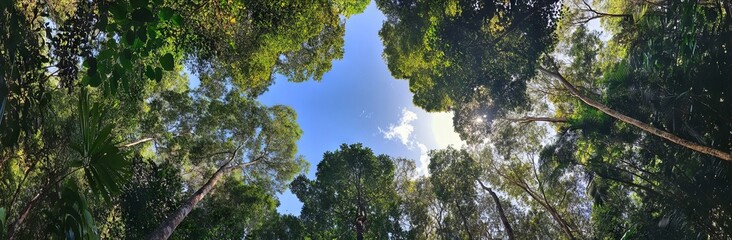 Fototapeta premium Panoramic View of Forest Canopy with Sky Perspective. AI generated illustration