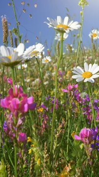 Camera moving through alpine flowering meadow. Beautiful summer flowers on the wind. Spring summer nature concept. Vertical shot