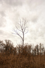 landscape with river