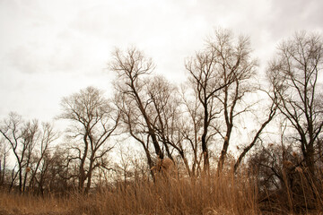 landscape with river