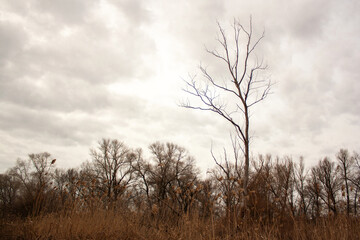 landscape with river