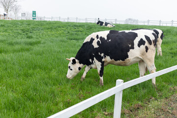 Black and white cows in a green lawn
