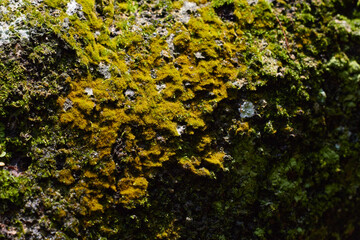 Mosses in tree bark