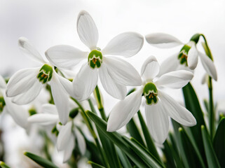 Obraz premium 雪の下で咲く白いスノードロップの花々の集まりとその美しさ