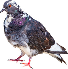 big Beautiful pigeon