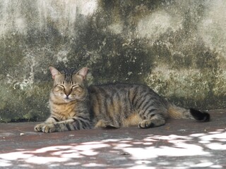 Naklejka premium un gato de nombre freedom