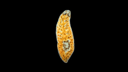 Fototapeta premium worm Archicotylus sp. under the microscope. Families Dendrocoelidae, Tricladida Order. Endemic to Lake Baikal