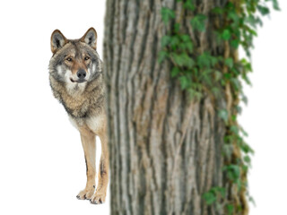 wolf peeking out from behind a tree isolated on white background