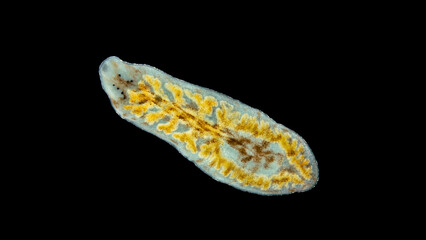 Worm family Dendrocoelidae under a microscope, tricladida Order. Possibly Archicotylus sp. Endemic to Lake Baikal