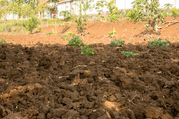 A close up of dry soil with small plants beginning to sprout. The image highlights the resilience of nature as new growth emerges in challenging conditions
