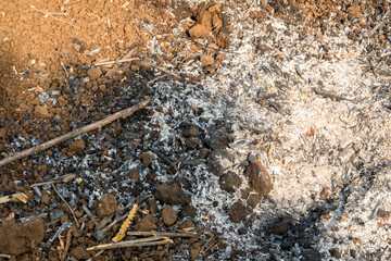 The image shows combustion residue from dried bamboo during the dry season. The burned area is surrounded by dried bamboo, highlighting the impact of the burning process
