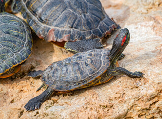 red-eared turtles basking in the sun