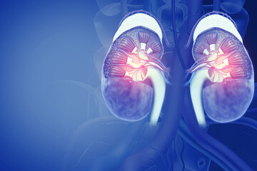 Human kidneys anatomy structure, kidney disease. 3d illustration