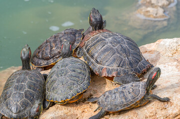 red-eared turtles basking in the sun