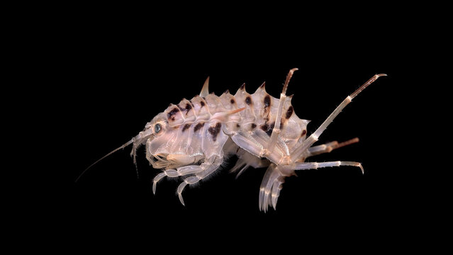Amphipoda Acanthogammarus lappaceus under a microscope, family Baikalogammaridae, endemic species living on Lake Baikal, has sharp spikes for protection from predators