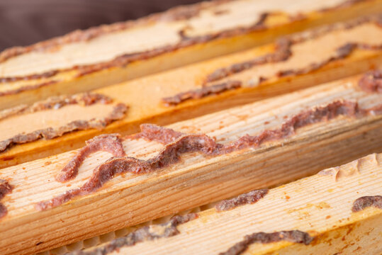 Close up of beehive frames with lines of natural bee produced propolis. Gathering propolis from frames of beehive