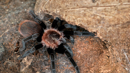 Tarantula spider Brachypelma vagans, family Theraphosidae. Predator, feeds on insects, frogs, small rodents ... Often kept as exotic pets