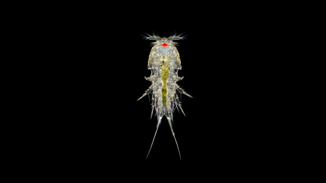 Copepoda family Harpacticidae under a microscope. Harpacticoida Order.