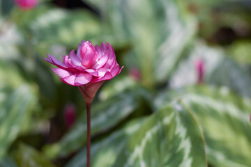 Rose-painted Calathea (Goeppertia roseopicta ) flowers against bokeh background