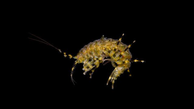 Amphipoda Pallasea cancellus under a microscope, family Pallaseidae, endemic species living on Lake Baikal, parasitic leeches are visible on the body