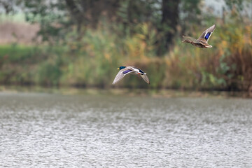 Stockenten fliegen über den See